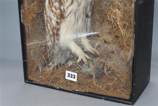 A taxidermic owl, cased